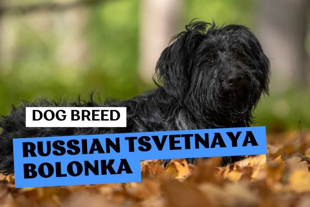 Dog Russian Tsvetnaya Bolonka