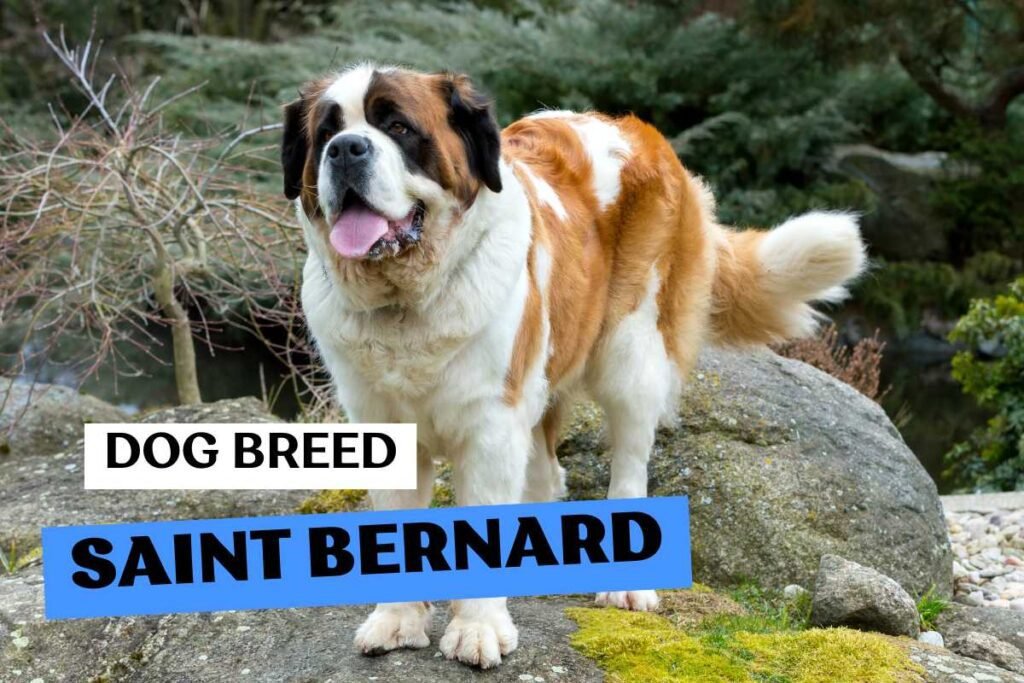 Dog Saint Bernard