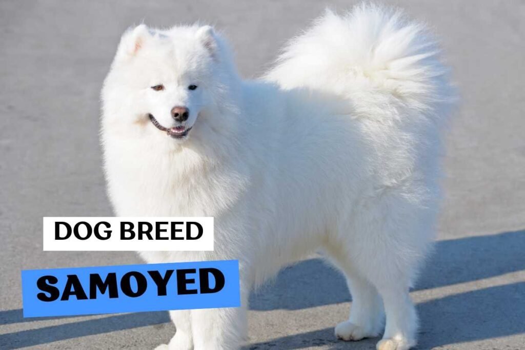 Dog Samoyed