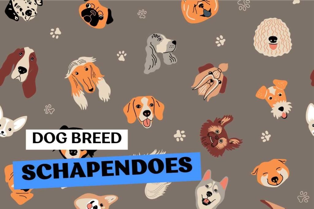 Fluffito_Dog_Breed_Schapendoes_Info