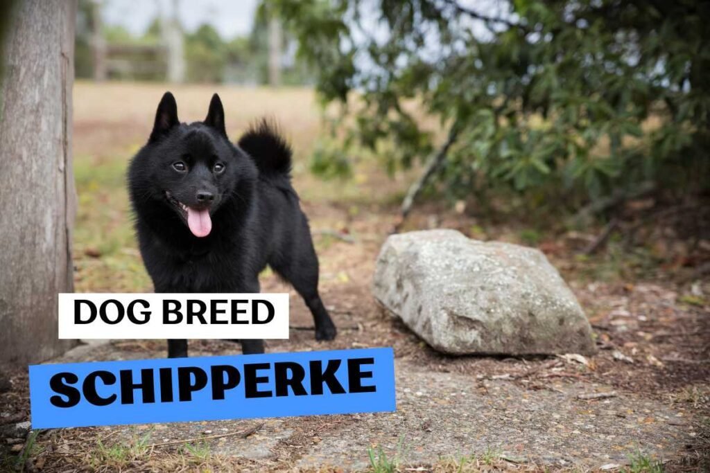Dog Schipperke