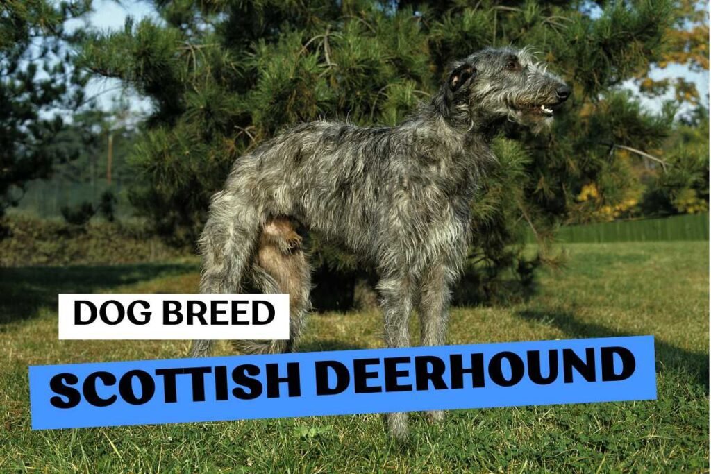 Dog Scottish Deerhound