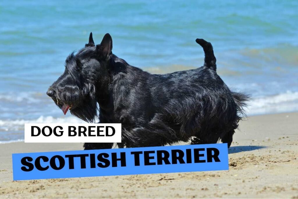 Dog Scottish Terrier