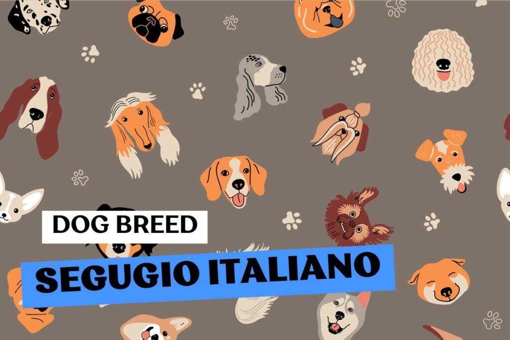 Fluffito_Dog_Breed_Segugio_Italiano_Info