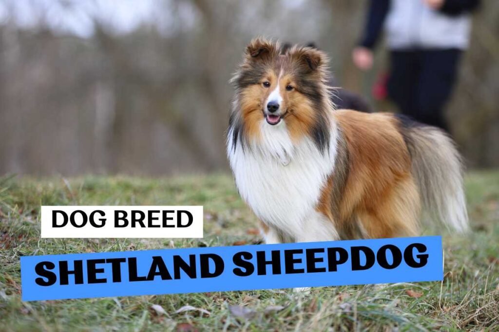 Dog Shetland Sheepdog