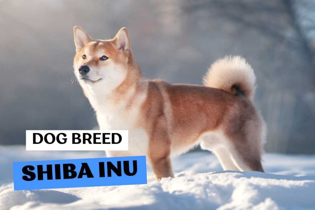 Dog Shiba Inu