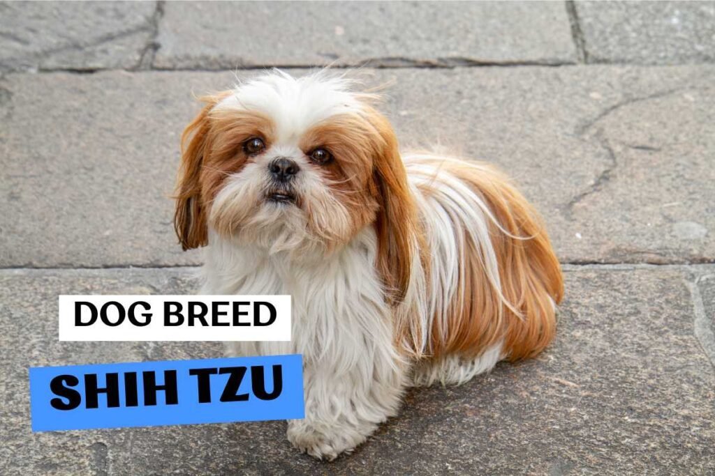 Dog Shih Tzu