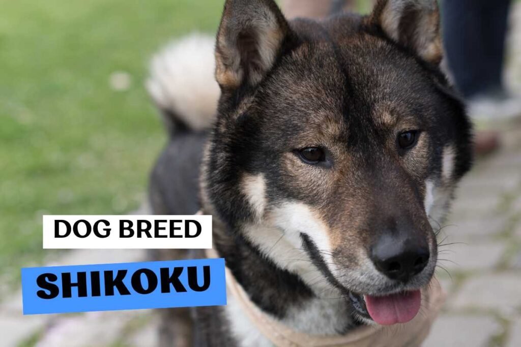 Dog Shikoku