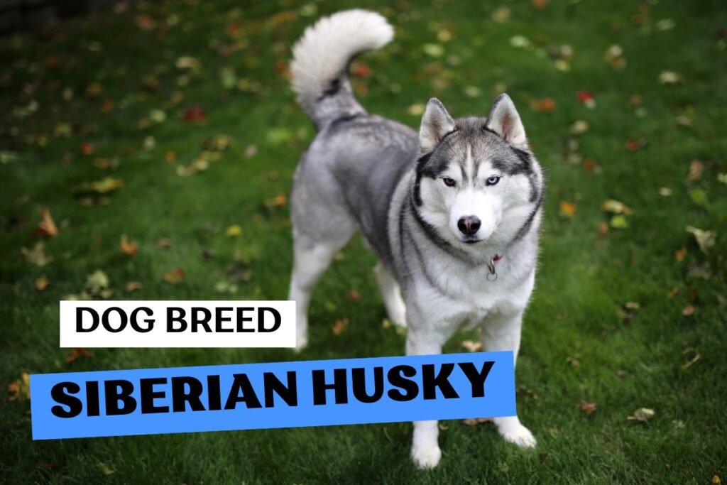Dog Siberian Husky