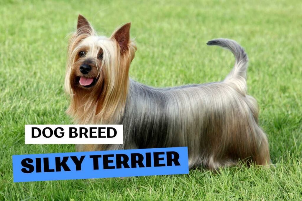 Dog Dog Silky Terrier