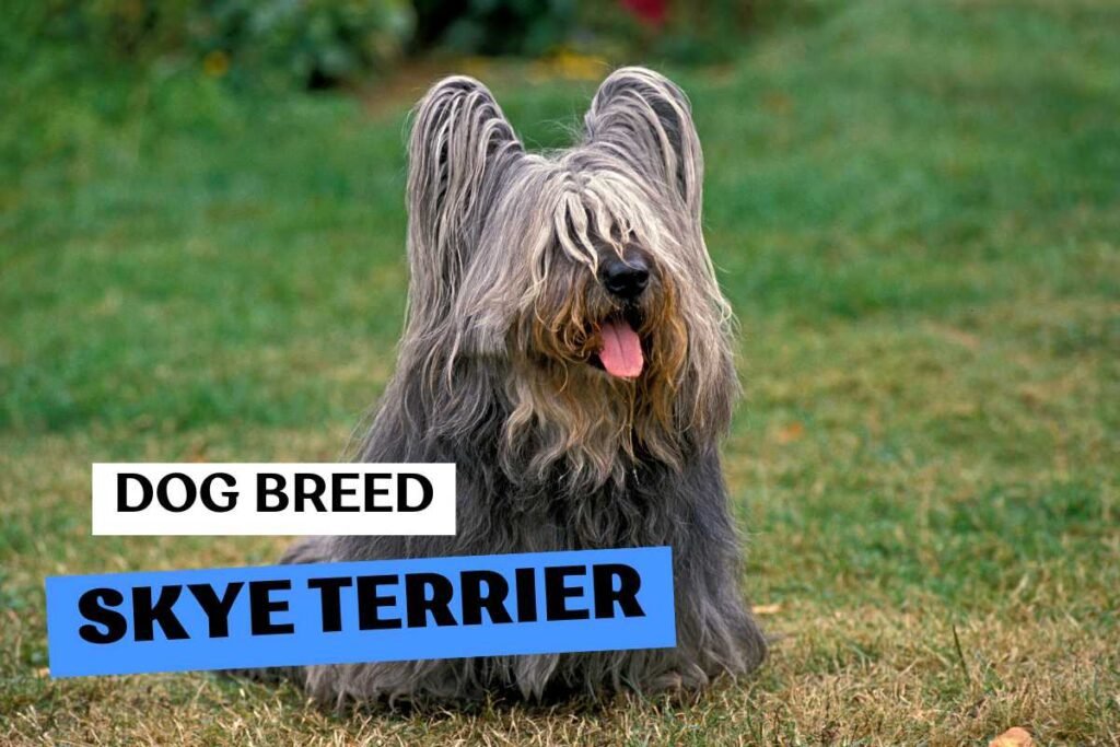 Dog Skye Terrier