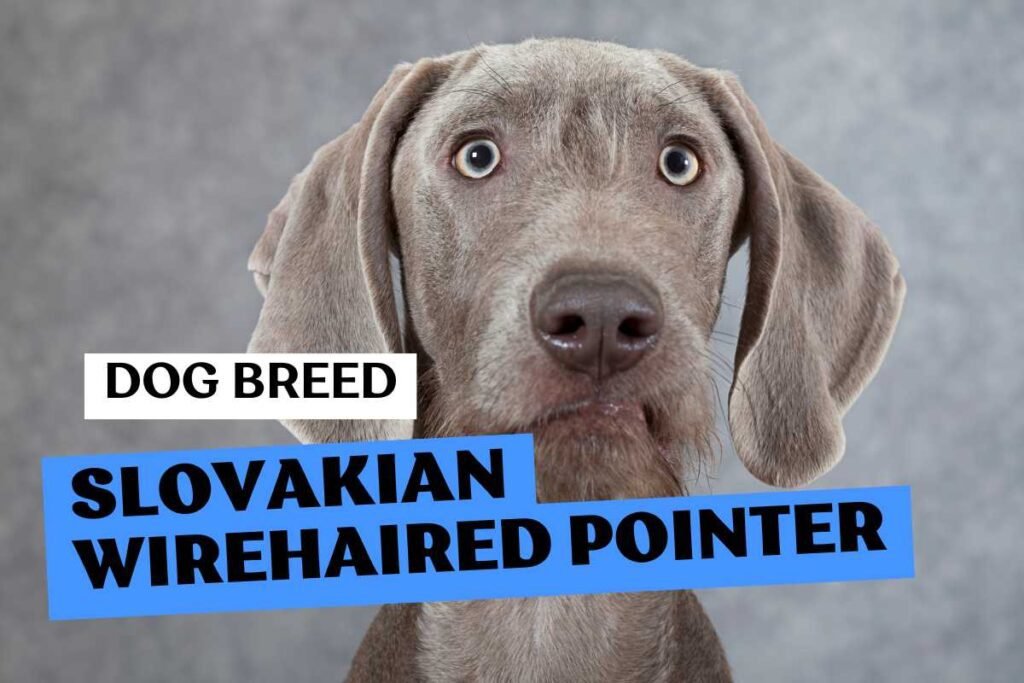 Dog Slovakian Wirehaired Pointer
