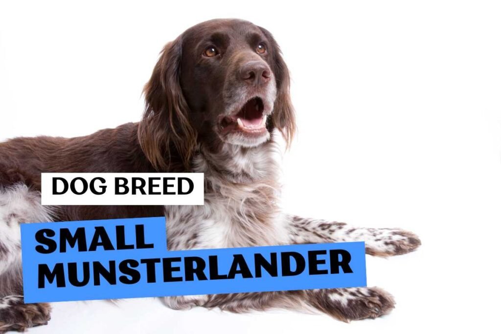 Dog Small Munsterlander