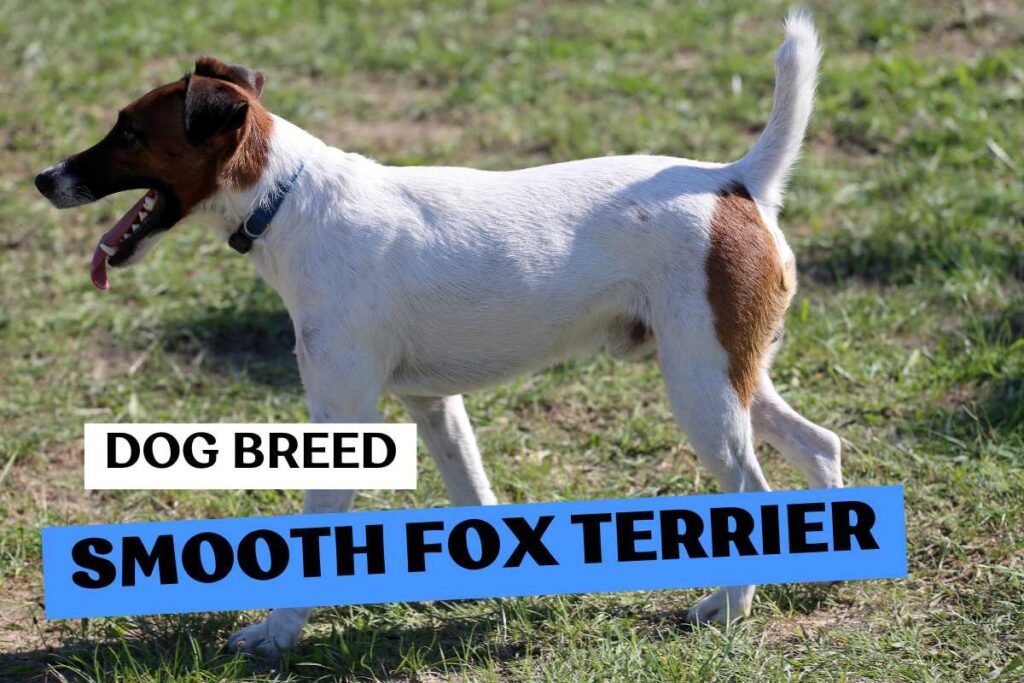 Dog Smooth Fox Terrier