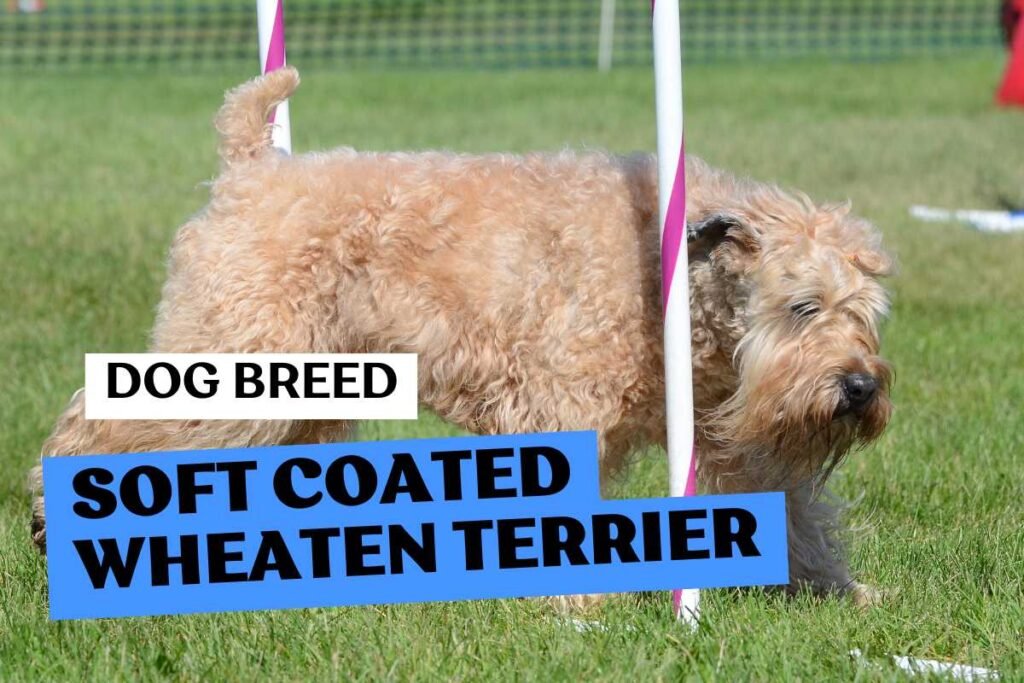 Dog Soft Coated Wheaten Terrier