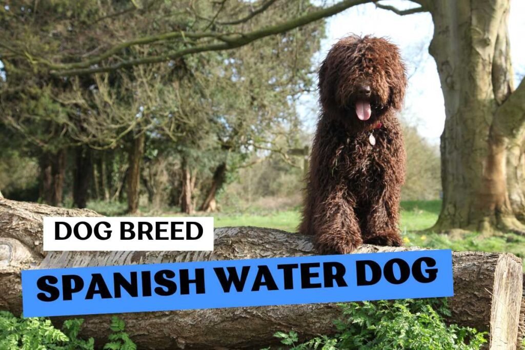 Dog Spanish Water Dog