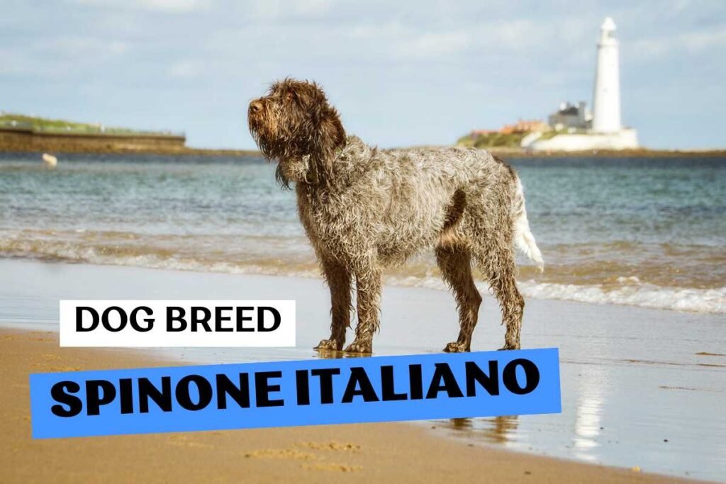 Dog Spinone Italiano