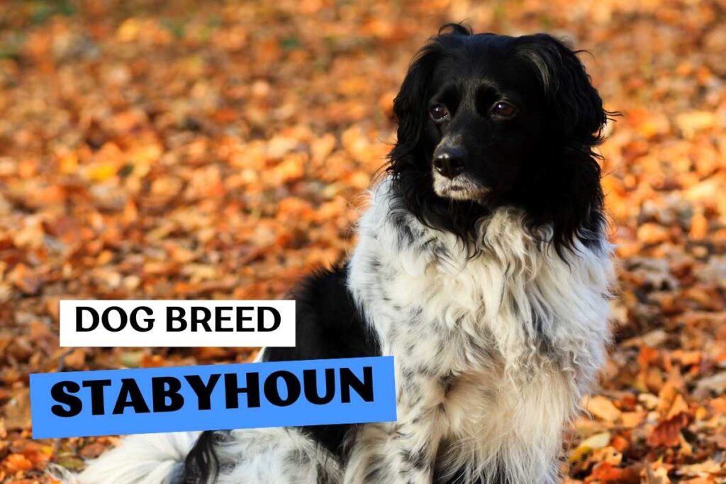 Dog Stabyhoun