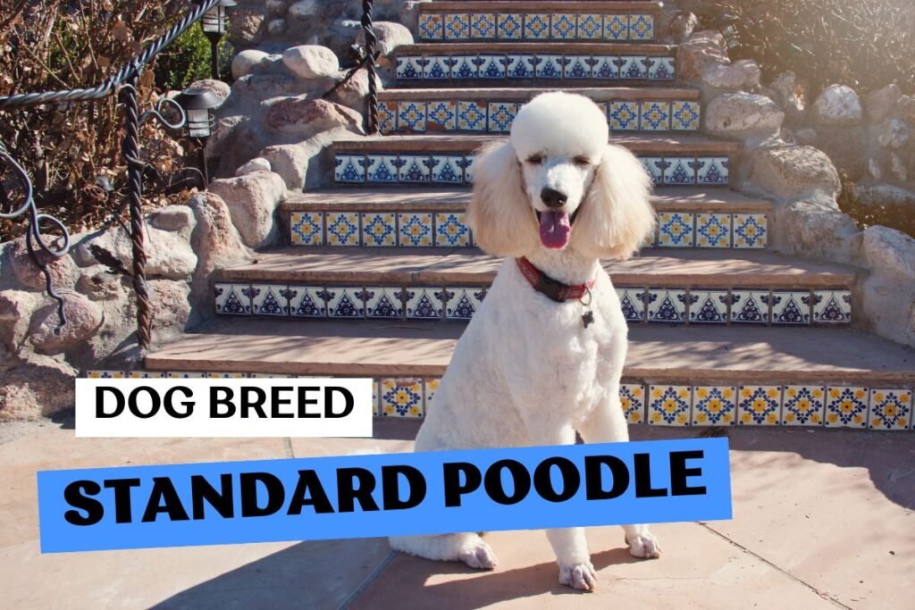 Dog Standard Poodle
