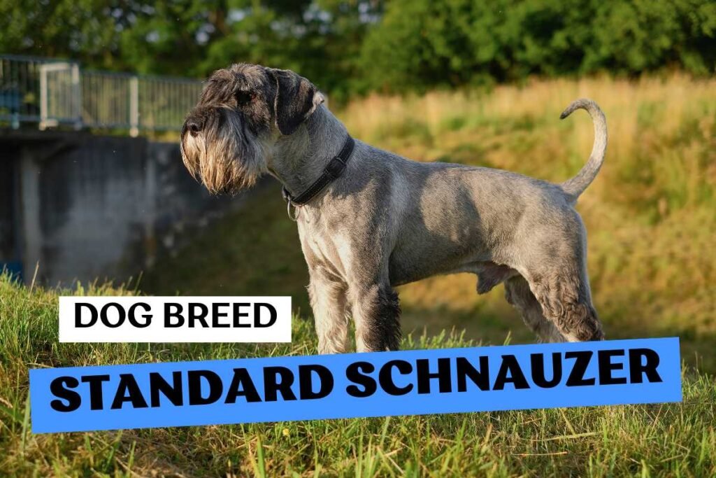 Dog Standard Schnauzer