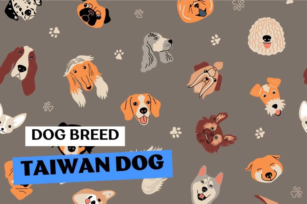 Dog Taiwan Dog