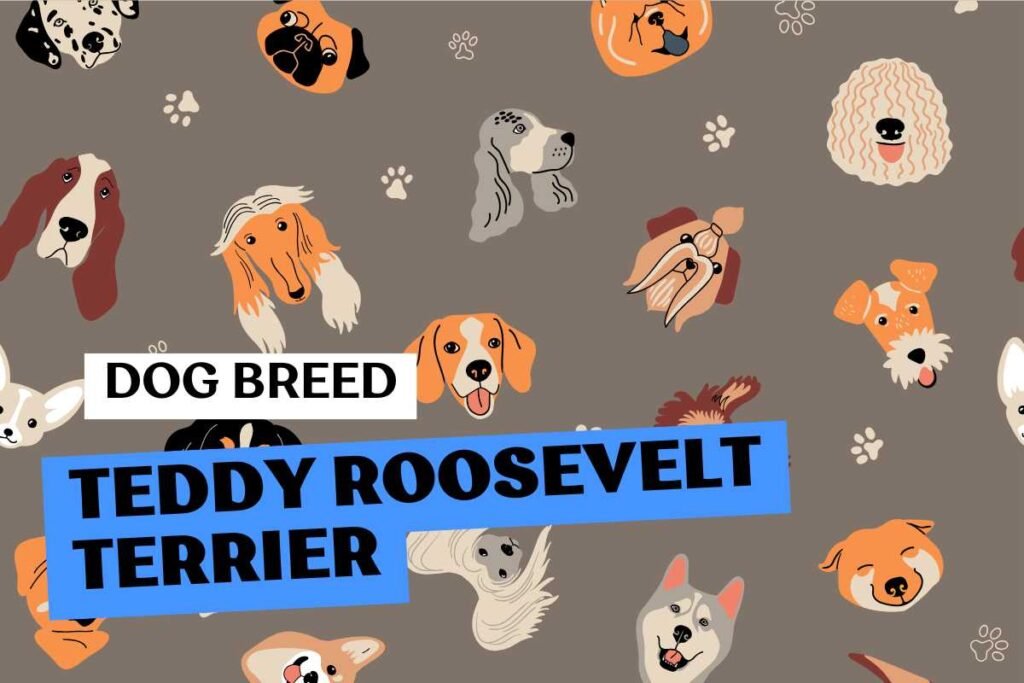 Fluffito_Dog_Breed_Teddy_Roosevelt_Terrier_Info