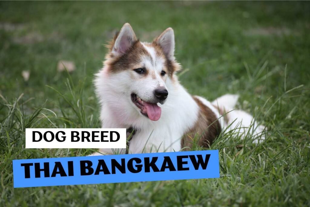 Dog Thai Bangkaew