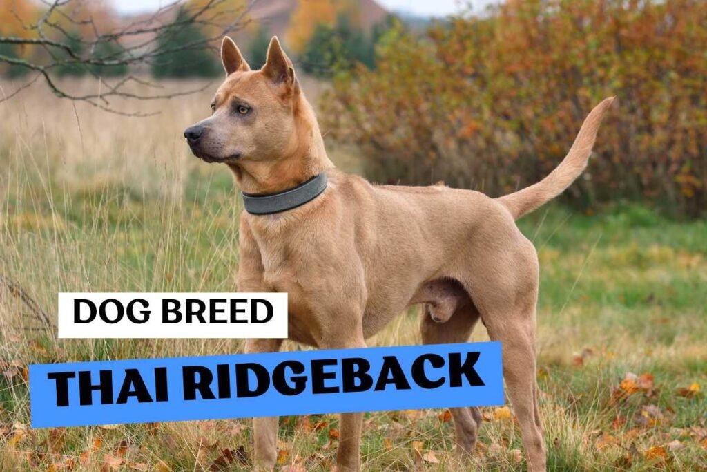 Dog Thai Ridgeback