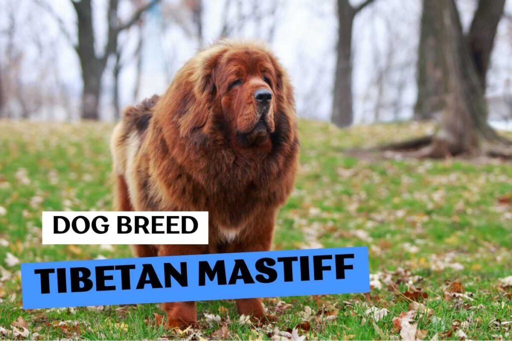 Dog Tibetan Mastiff