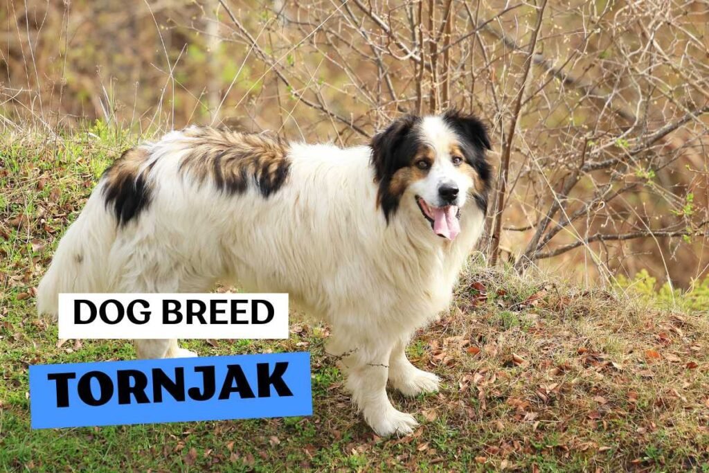 Dog Tornjak