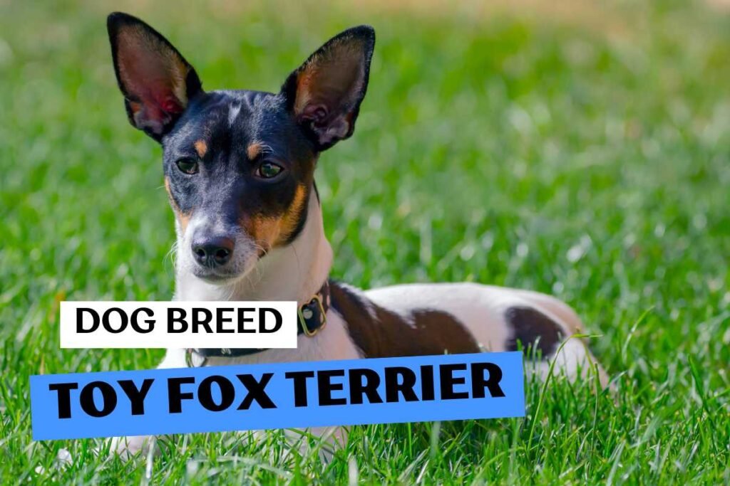 Dog Toy Fox Terrier