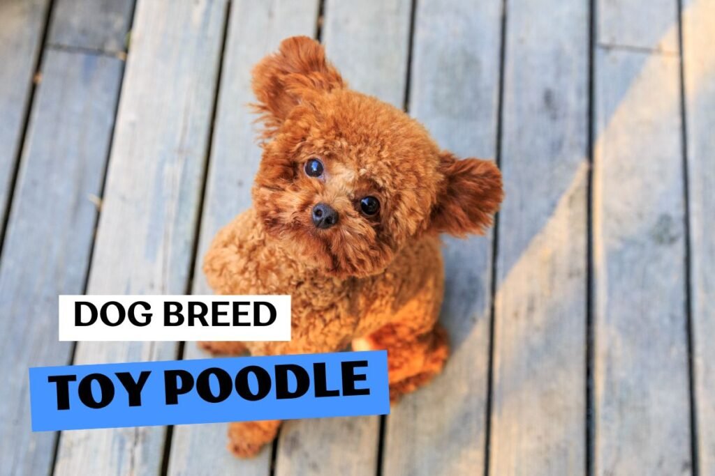Dog Toy Poodle