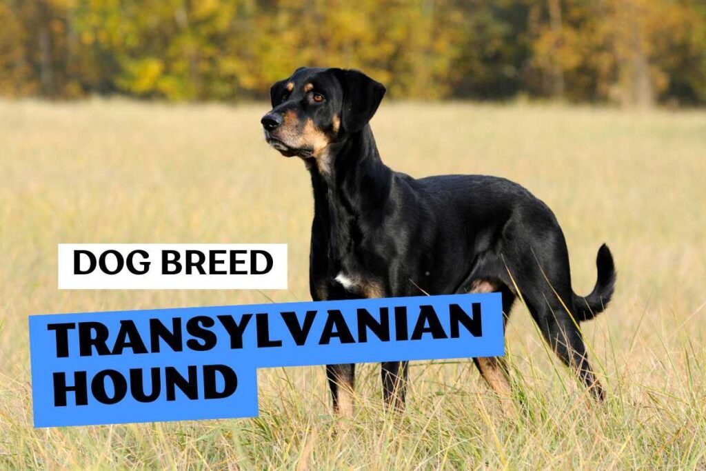Dog Transylvanian Hound