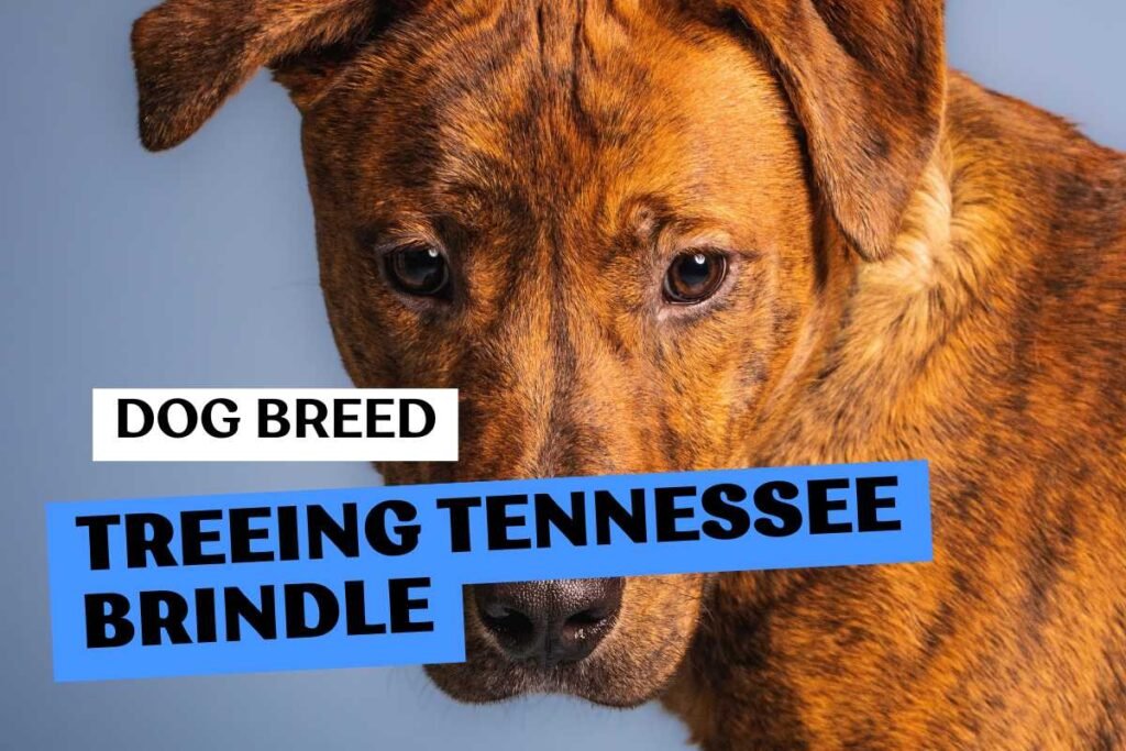 Dog Treeing Tennessee Brindle