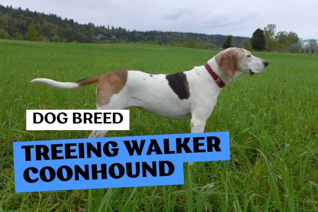 Dog Treeing Walker Coonhound