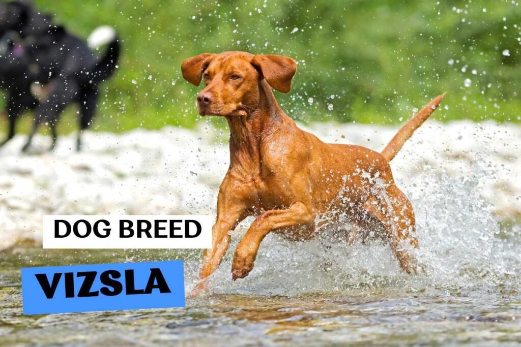 Dog Vizsla