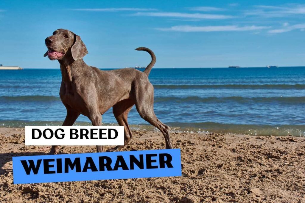 Dog Weimaraner