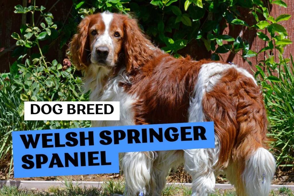 Dog Welsh Springer Spaniel