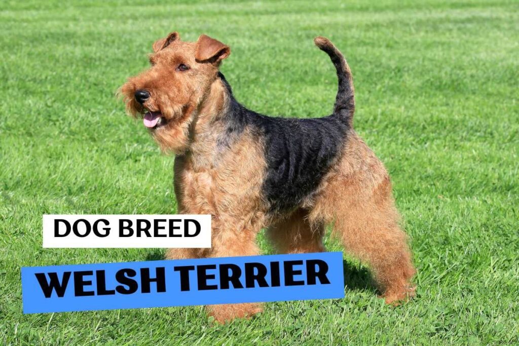 Dog Welsh Terrier