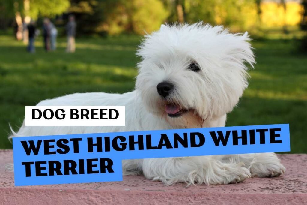 Dog West Highland White Terrier
