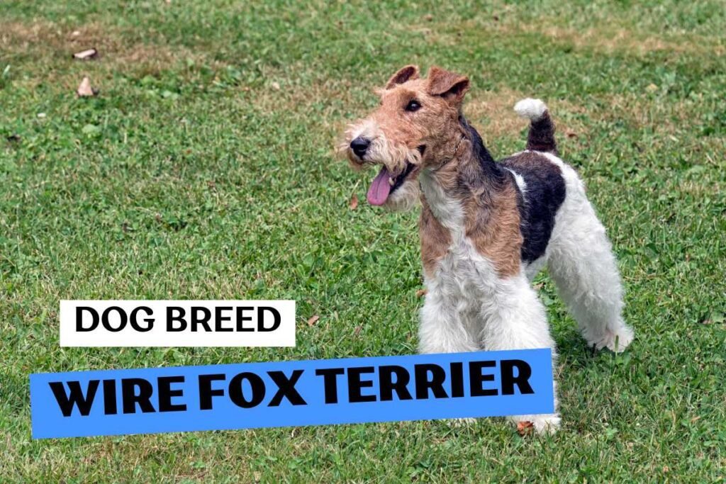 Dog Wire Fox Terrier