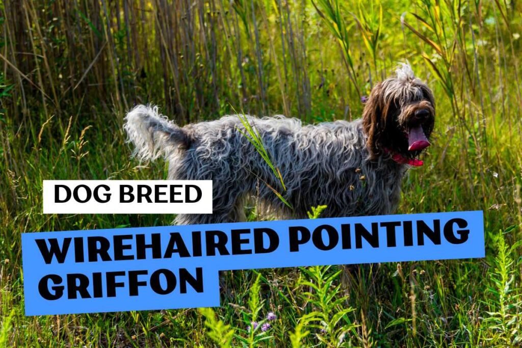 Dog Wirehaired Pointing Griffon