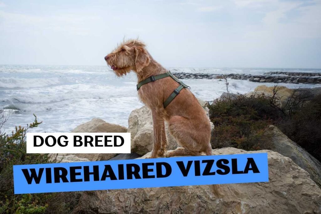 Dog Wirehaired Vizsla