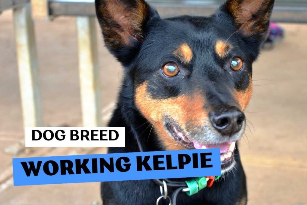 Dog Working Kelpie