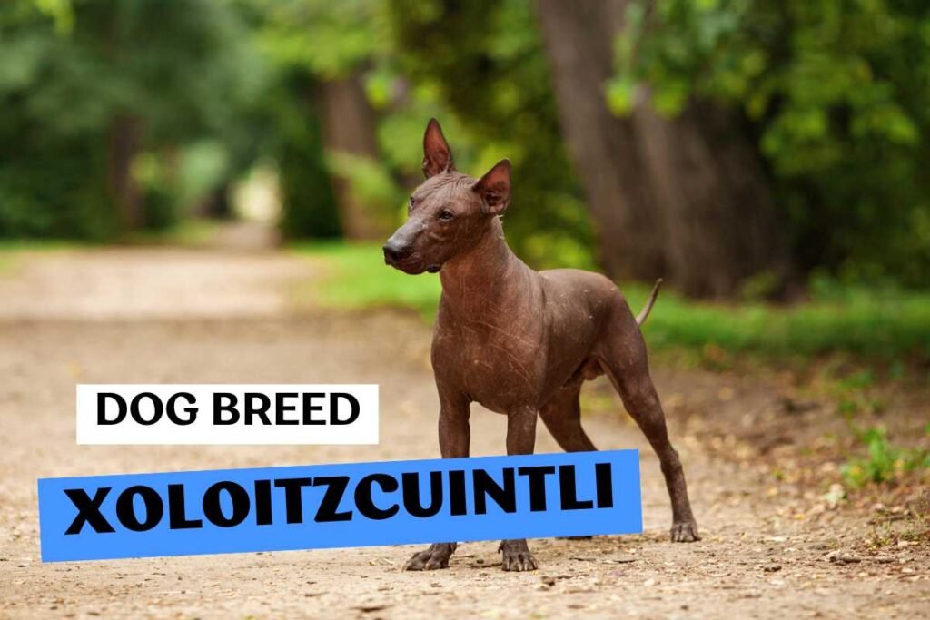 Dog Xoloitzcuintli