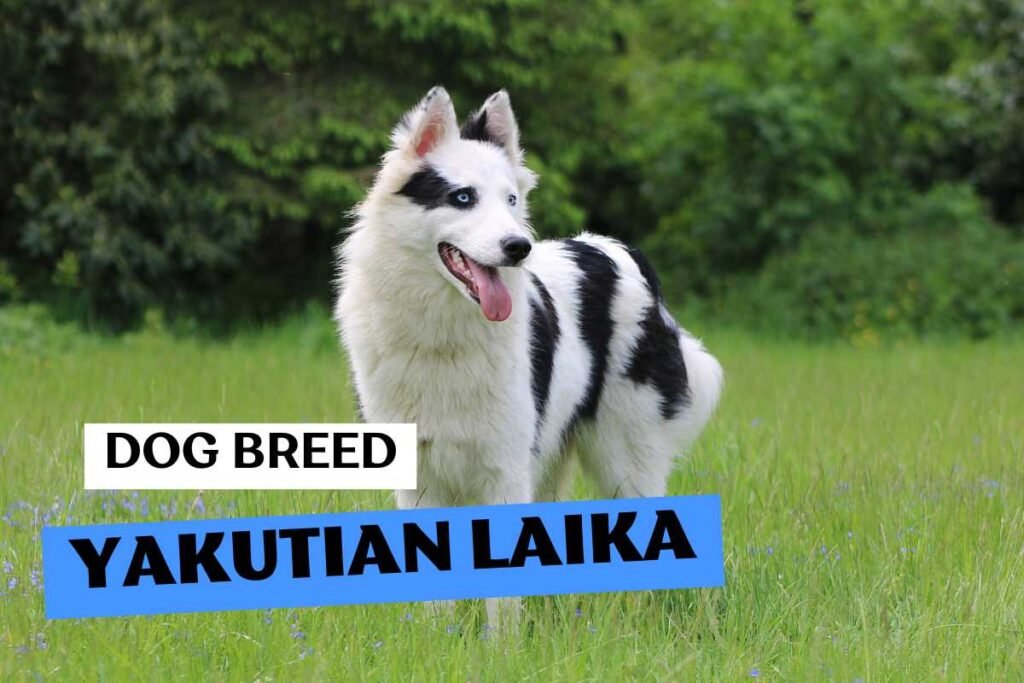 Dog Yakutian Laika