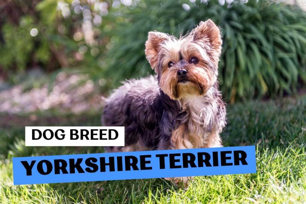 Dog Yorkshire Terrier