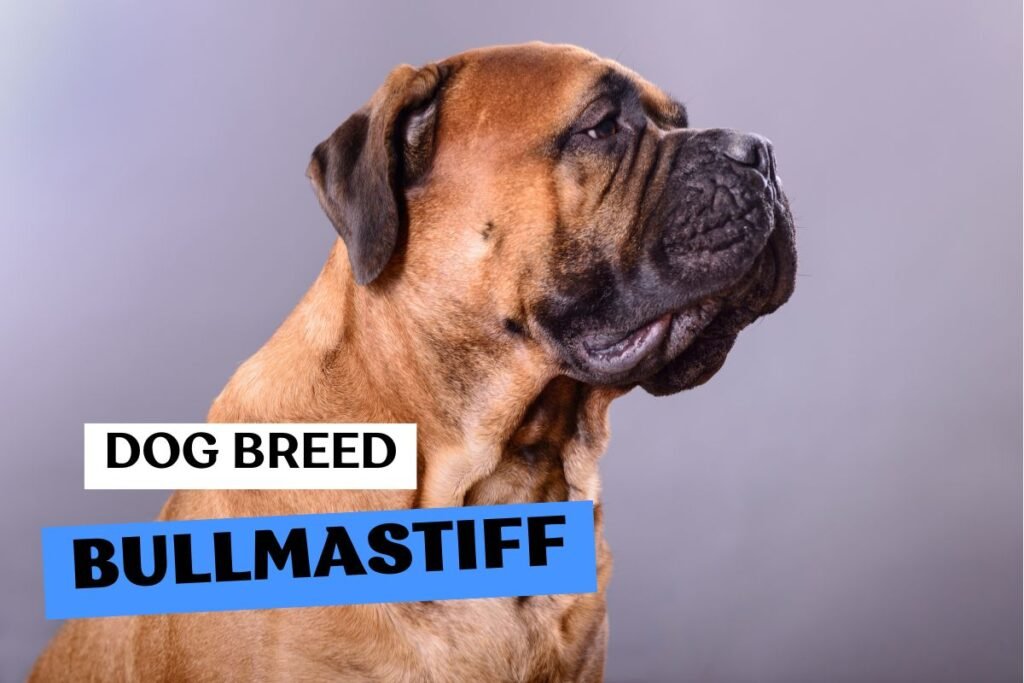 Dog Bullmastiff