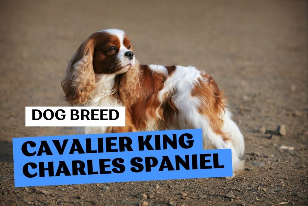 Dog Cavalier King Charles Spaniel