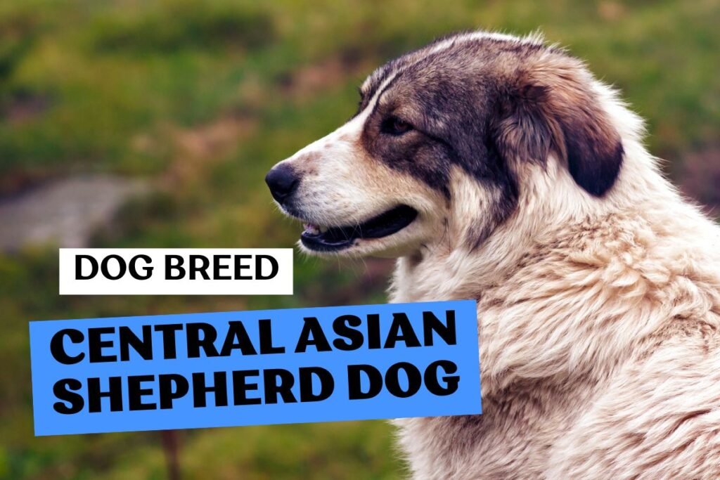 Dog Central Asian Shepherd Dog